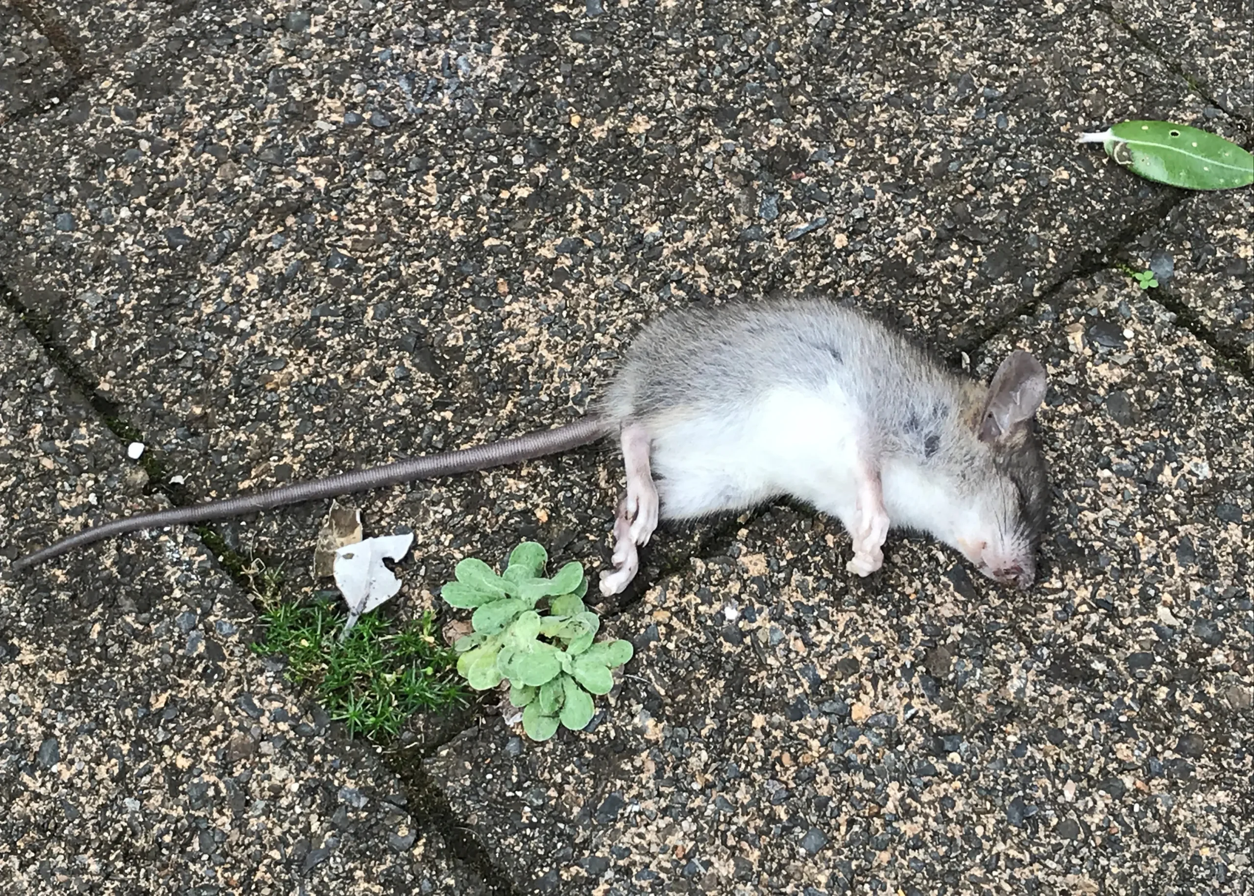 Dónde Mueren las Ratas Envenenadas: Guía Completa - A dónde van las ratas cuando están envenenadas donde mueren las ratas envenenadas - A dónde van las ratas cuando están envenenadas