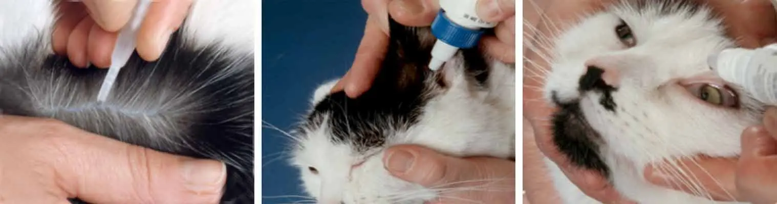 Gatidex Gotas: La Solución Para La Conjuntivitis En Gatos - Cómo aplicar gotas a un gato gatidex gotas - Cómo aplicar gotas a un gato
