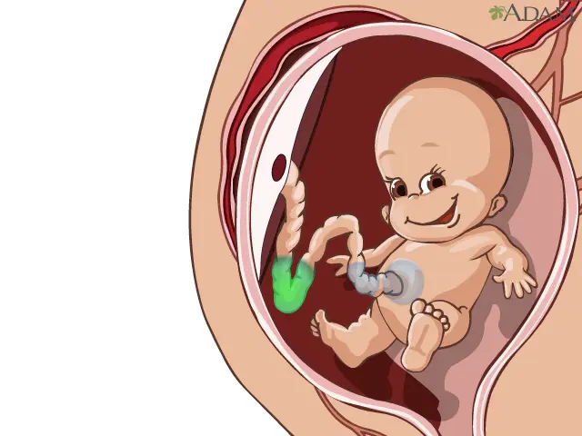 Cómo se alimenta un bebé en el vientre materno: Un viaje fascinante - Cómo comen los bebés dentro del vientre como se alimenta un bebe en la panza - Cómo comen los bebés dentro del vientre