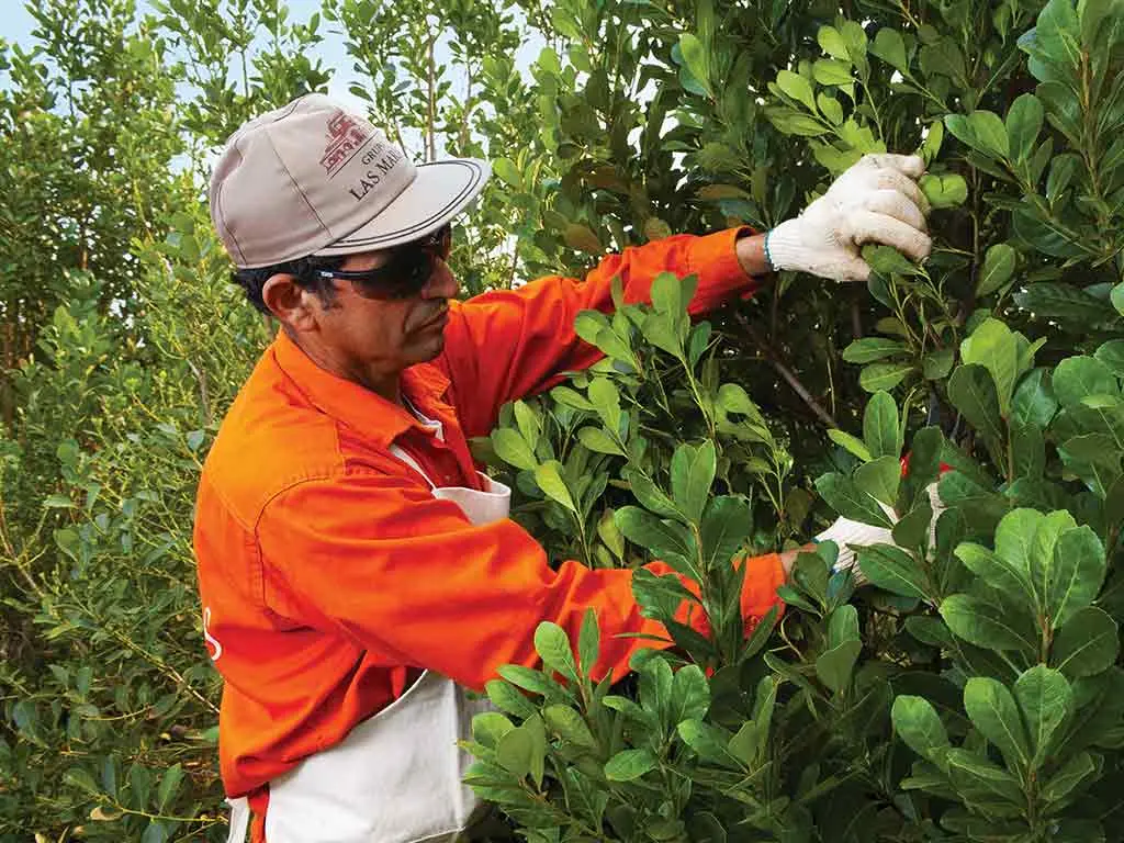 Yerba Mate: Desde la Planta hasta la Infusión - Cómo crece la planta de yerba mate yerba planta - Cómo crece la planta de yerba mate