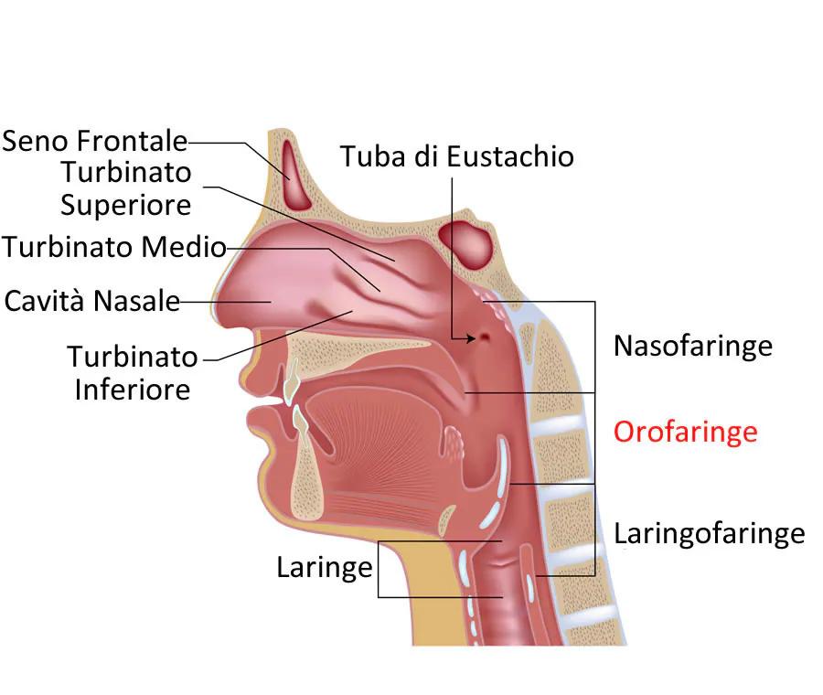 Orofaringe: Anatomía, Función y Afecciones Comunes - Cómo empieza el cáncer orofaríngeo orofaringe - Cómo empieza el cáncer orofaríngeo