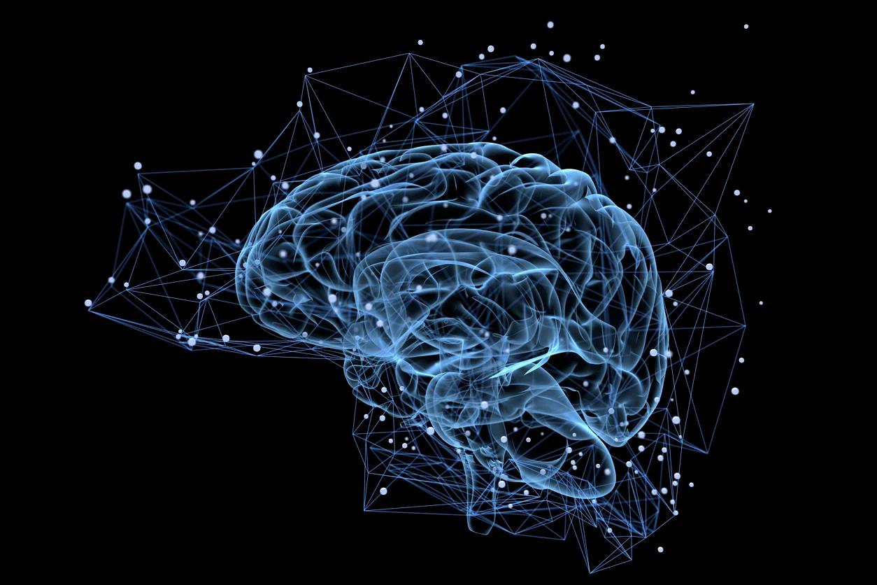 Descubre las complejidades del cerebro interno: Un viaje por sus estructuras - Cómo es el cerebro internamente partes del cerebro interno - Cómo es el cerebro internamente