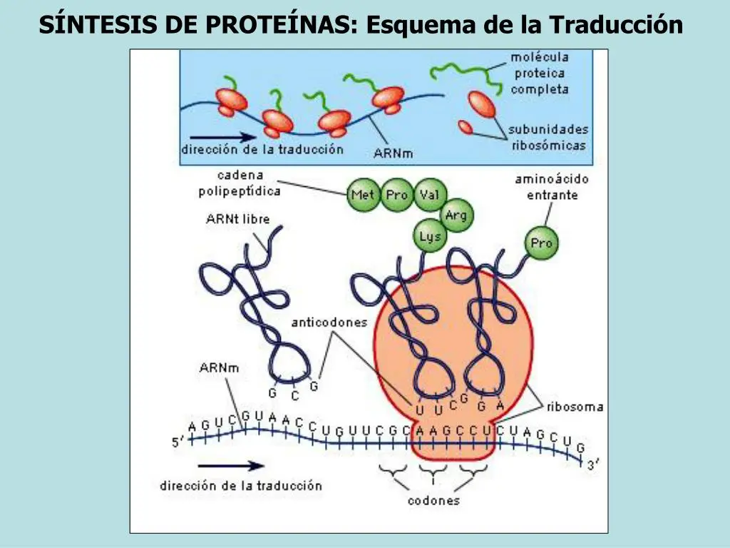 Síntesis de proteínas: el proceso de creación de la vida - Cómo es el proceso de síntesis de proteínas sintesis de proteinas - Cómo es el proceso de síntesis de proteínas