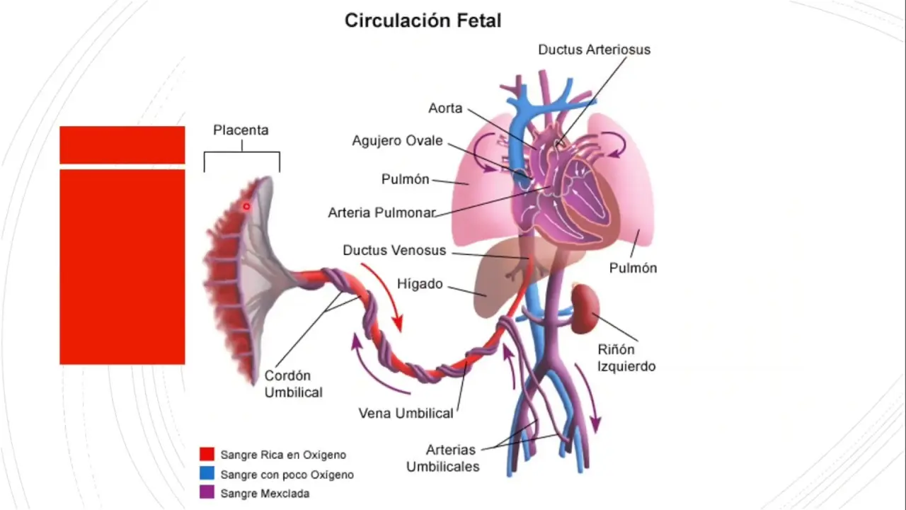 circulacion fetal - Cómo es la circulación en el recién nacido