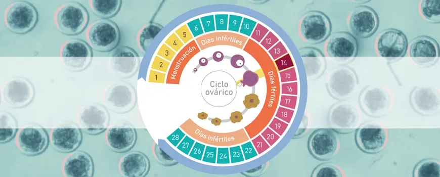 Cómo Quedar Embarazada Si Tu Periodo Es Irregular - Cómo es la ovulación de una mujer irregular como quedar embarazada siendo irregular - Cómo es la ovulación de una mujer irregular