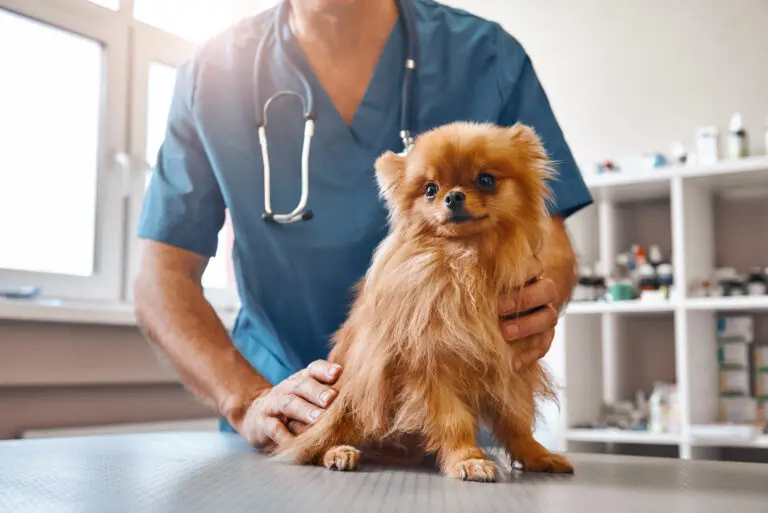 Qué hacer si tu perro convulsiona: guía completa para dueños responsables - Cómo es un ataque de epilepsia en perros que hacer si mi perro convulsiona - Cómo es un ataque de epilepsia en perros