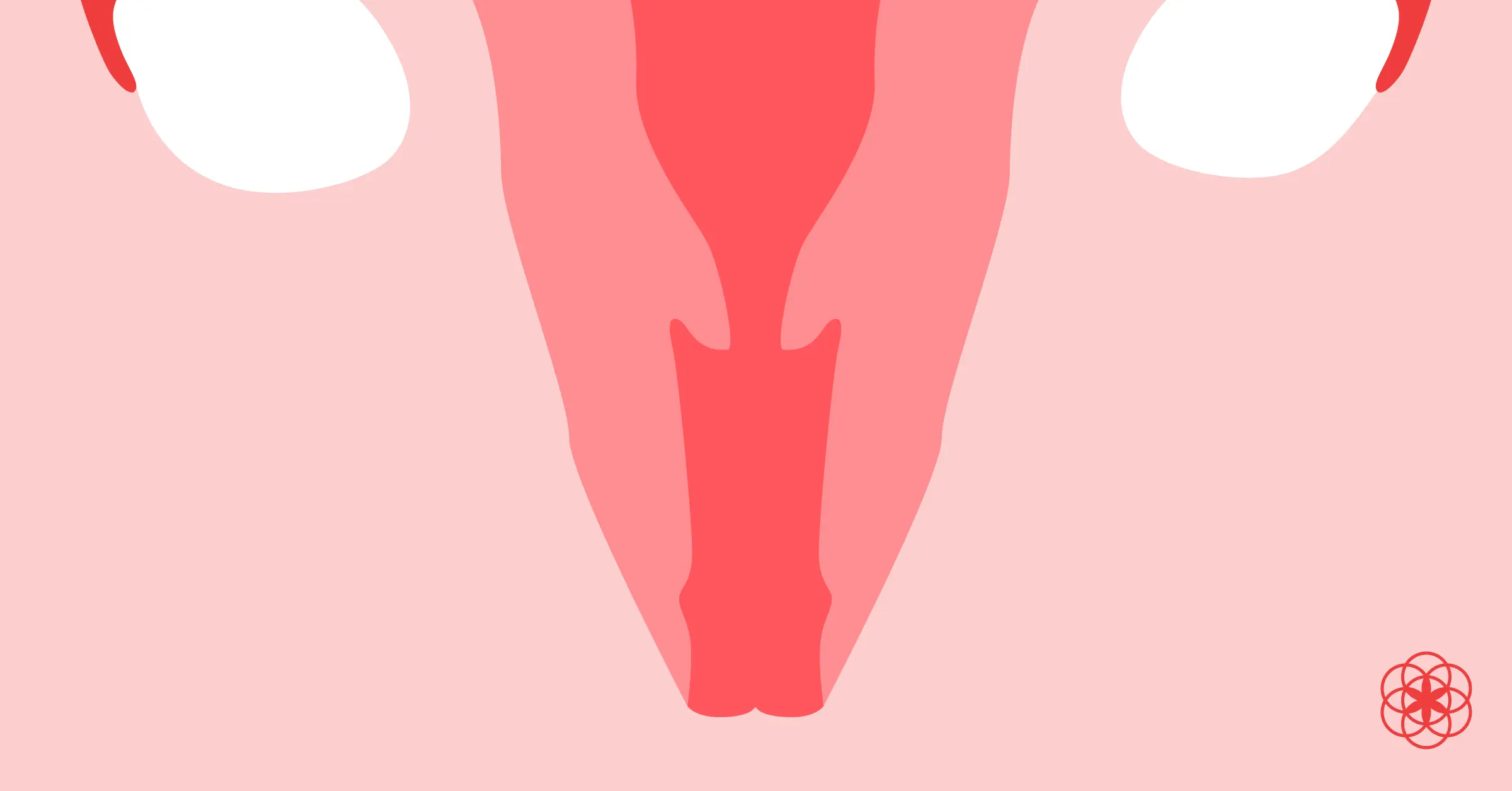 El Cuello Uterino: Función, Salud y Cáncer - Cómo es un cuello uterino sano cuello uterino funcion - Cómo es un cuello uterino sano
