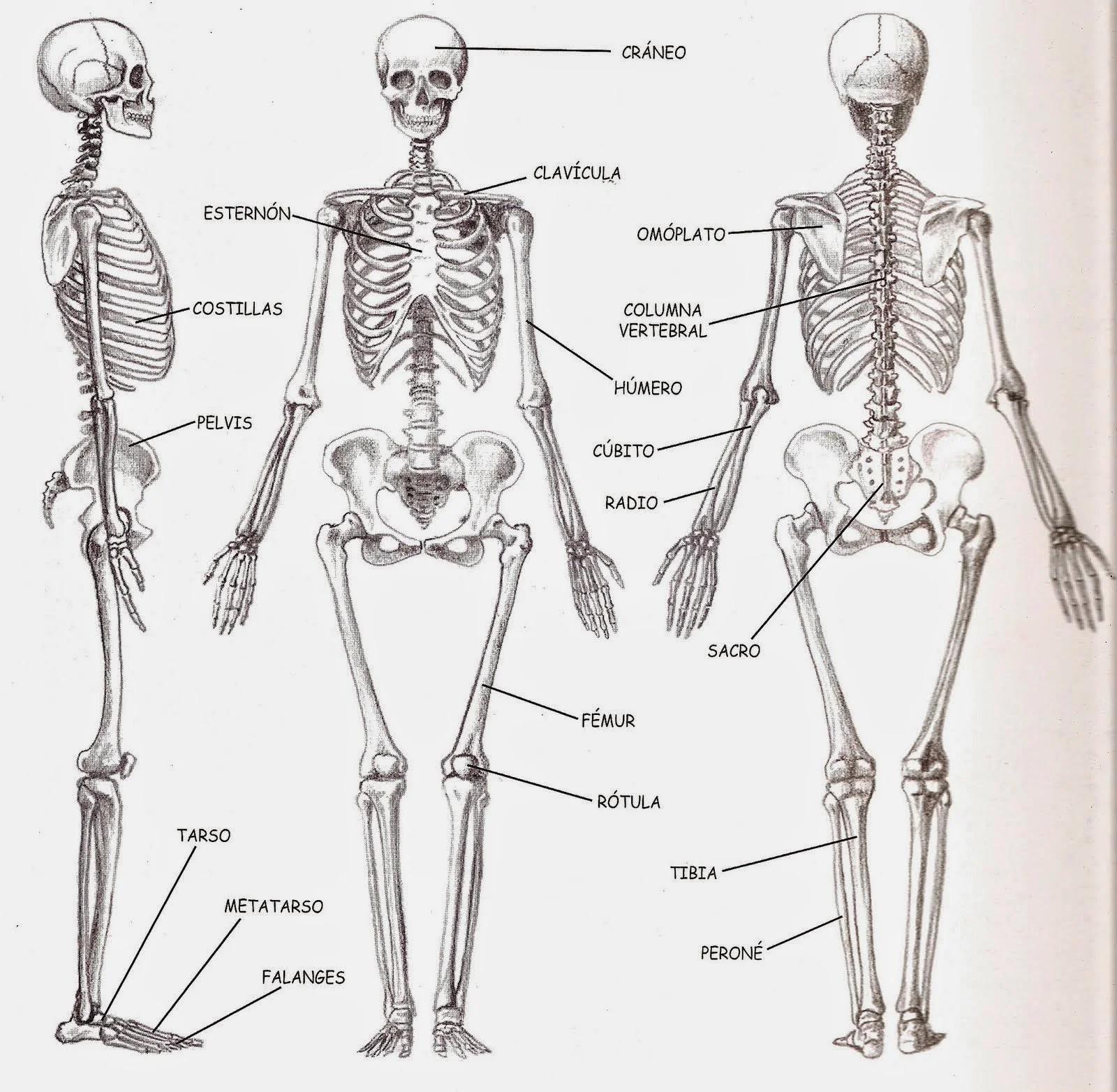 El esqueleto axial y apendicular de los vertebrados: estructura y desarrollo - Cómo está formado el esqueleto apendicular partes del esqueleto - Cómo está formado el esqueleto apendicular