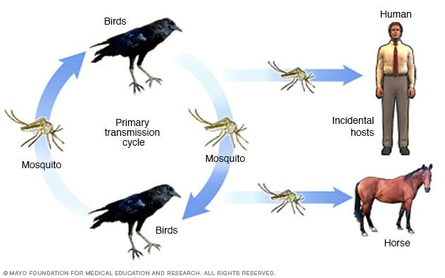 encefalitis viral - Cómo evoluciona la encefalitis