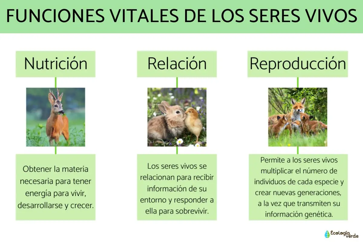 Funciones vitales de los seres vivos: una guía completa - Cómo explicar las funciones vitales de los seres vivos cuales son las funciones vitales - Cómo explicar las funciones vitales de los seres vivos