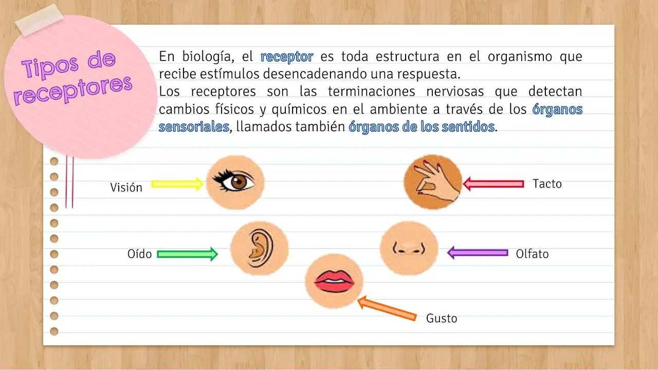 Estímulos y Respuestas: Cómo los Seres Vivos Interactúan con el Medio - Cómo funciona el proceso de estímulo-resposta ejemplo de estimulos y respuestas - Cómo funciona el proceso de estímulo-resposta