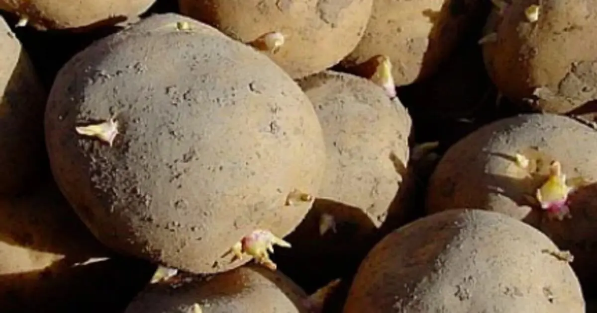 Cómo Plantar una Papa Brotada: Guía Completa para Cultivar Tus Propias Papas - Cómo hacer que le salga raíz a una papa como plantar una papa brotada - Cómo hacer que le salga raíz a una papa