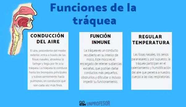 La Tráquea: El Conducto Vital del Sistema Respiratorio - Cómo interviene la tráquea en la respiración funcion de la tráquea en el sistema respiratorio - Cómo interviene la tráquea en la respiración