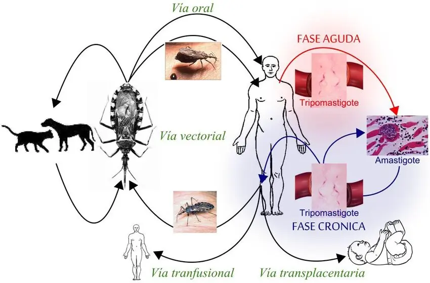 Chagas: Cómo prevenir el contagio de esta enfermedad - Cómo prevenir el contagio del mal de Chagas chagas transmision - Cómo prevenir el contagio del mal de Chagas