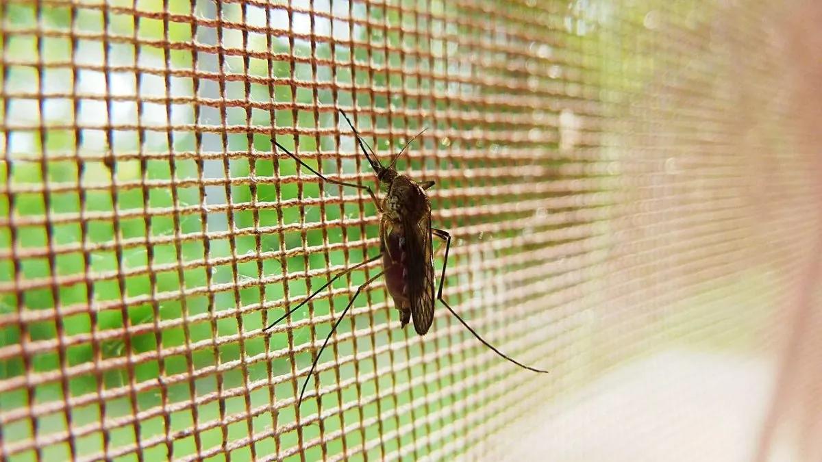 Puedo tomar vitaminas si tengo dengue: Consejos para fortalecer tu sistema inmune - Cómo puedo subir las defensas si tengo dengue puedo tomar vitaminas si tengo dengue - Cómo puedo subir las defensas si tengo dengue
