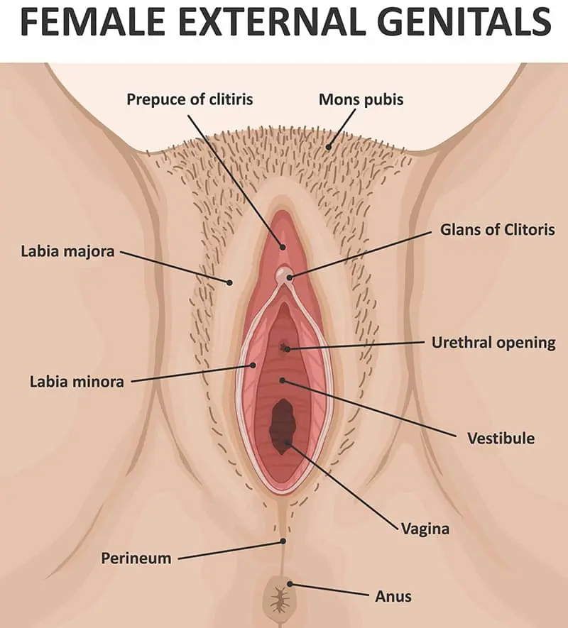 Picazón en la Vulva: Causas, Síntomas y Tratamiento - Cómo quitar la picazón en la parte íntima de la mujer natural picazon en la vulva - Cómo quitar la picazón en la parte íntima de la mujer natural