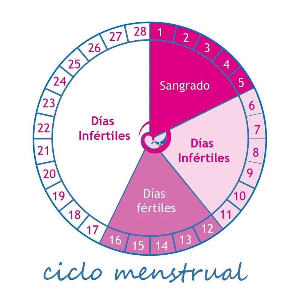 Cuántos días dura la ovulación: Guía completa para entender tu ciclo menstrual - Cómo saber cuándo termina la ovulación cuantos dias dura la ovulacion - Cómo saber cuándo termina la ovulación