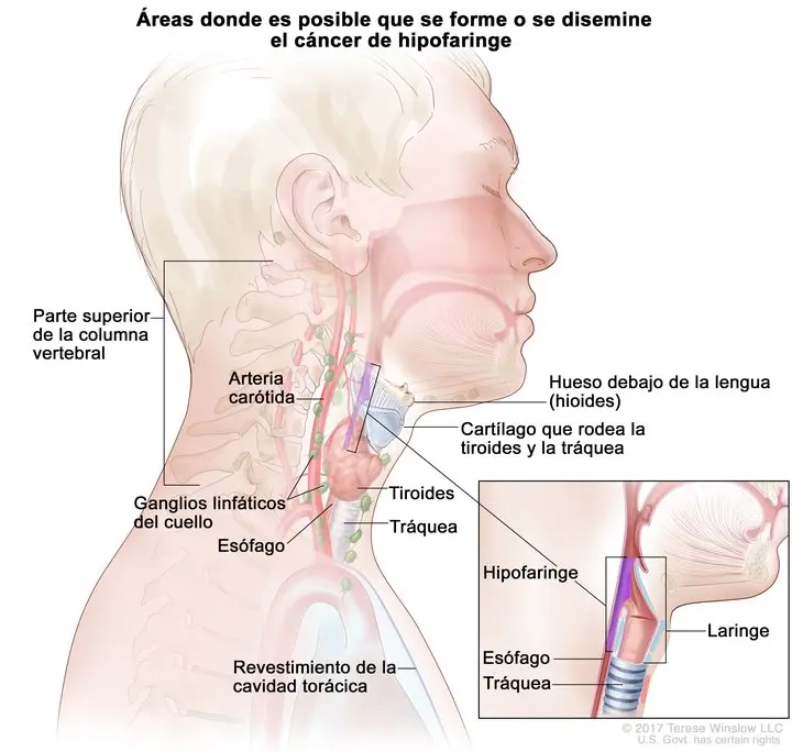 Tráquea y esófago: Conociendo los conductos vitales del cuerpo - Cómo saber si estoy mal de la tráquea traquea y esofago - Cómo saber si estoy mal de la tráquea