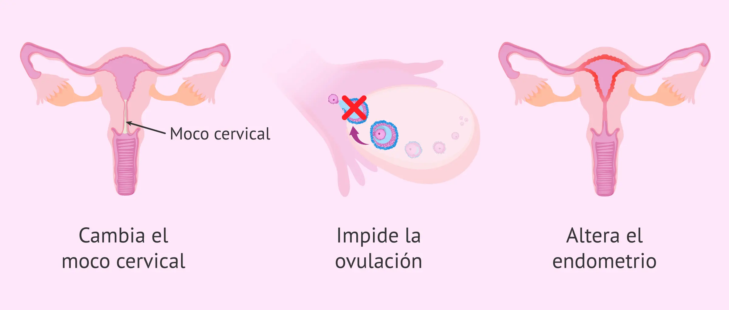 pastilla anticonceptiva ovulacion - Cómo saber si estoy ovulando si tomo anticonceptivos