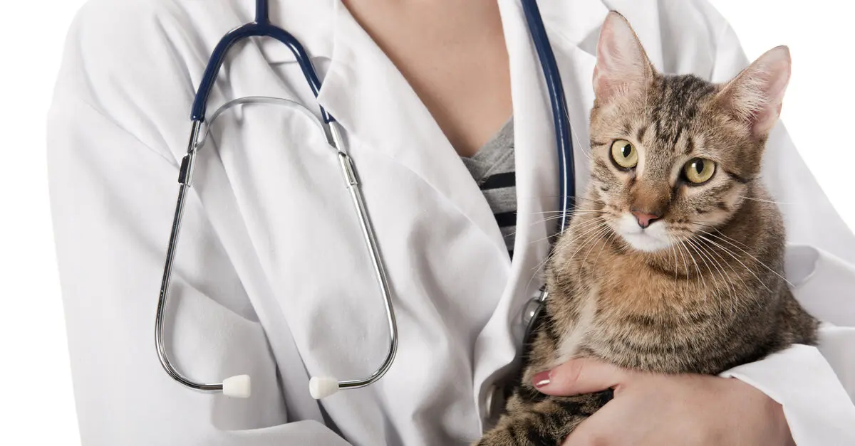 Sarna en Gatos: Síntomas, Tipos y Tratamientos - Cómo saber si mi gato tiene sarna o tiña sarna en gatos - Cómo saber si mi gato tiene sarna o tiña