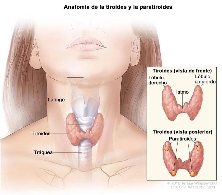 Dolor de Garganta y Tiroides: Síntomas y Causas - Cómo saber si tengo la tiroides inflamada tiroides: síntomas garganta - Cómo saber si tengo la tiroides inflamada