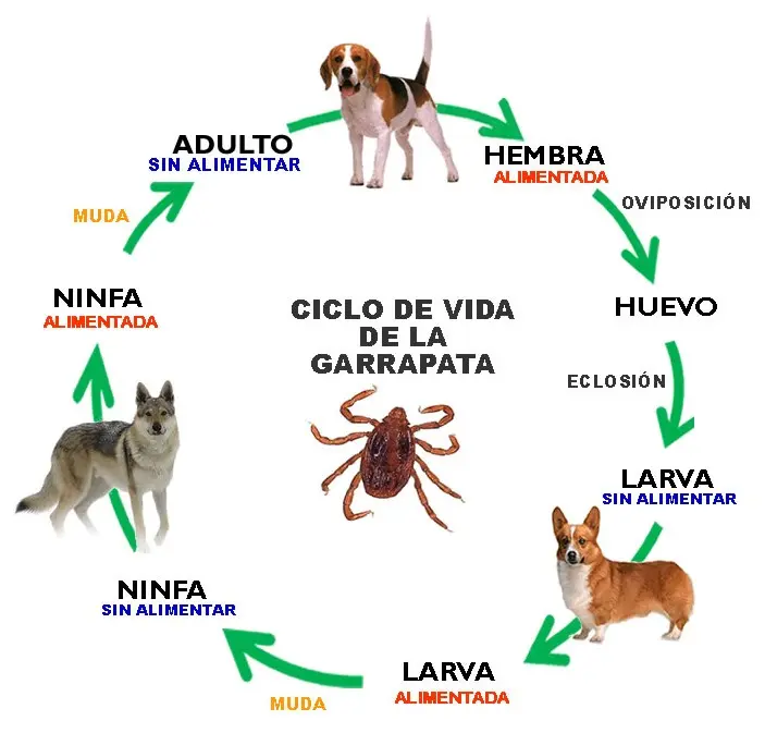 Ehrlichiosis Canina: Detecta los Síntomas en Tu Perro - Cómo saber si tu perro tiene erliquia erliquia sintomas - Cómo saber si tu perro tiene erliquia