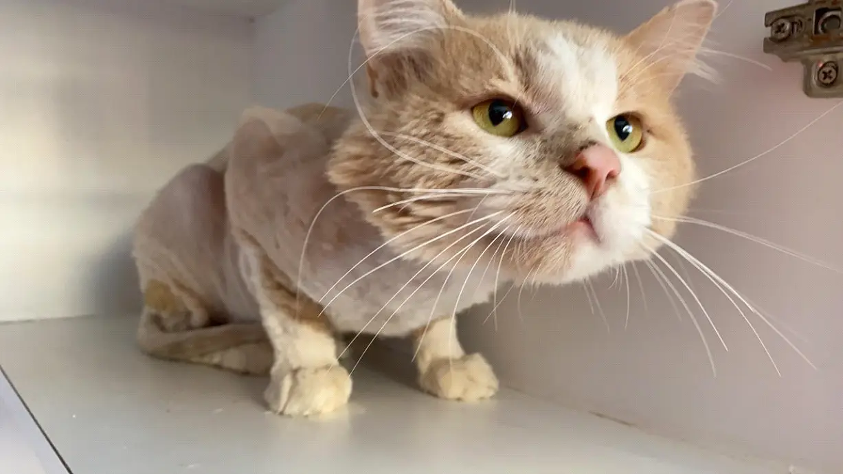 Micoplasma en gatos: síntomas, diagnóstico y tratamiento - Cómo saber si un gato tiene Mycoplasma micoplasma en gatos - Cómo saber si un gato tiene Mycoplasma