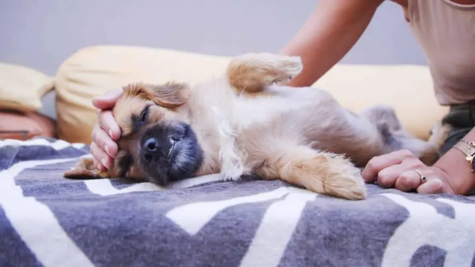 Mi perro hace ruido en la panza: ¿Es normal o hay que preocuparse? - Cómo saber si un perro está enfermo del estómago a mi perro le hace ruido la panza - Cómo saber si un perro está enfermo del estómago
