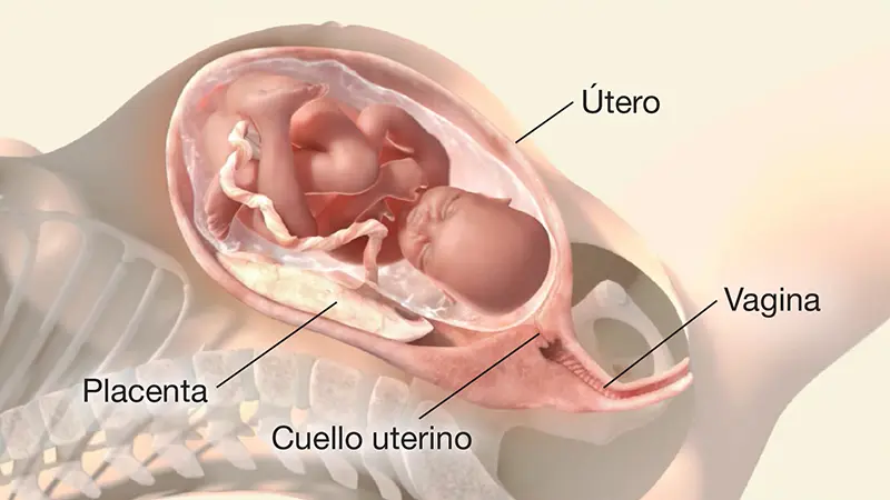 Trabajo de Parto: Una Guía Completa para la Expectante Madre - Cómo saber si ya estoy en trabajo de parto trabajo de parto - Cómo saber si ya estoy en trabajo de parto