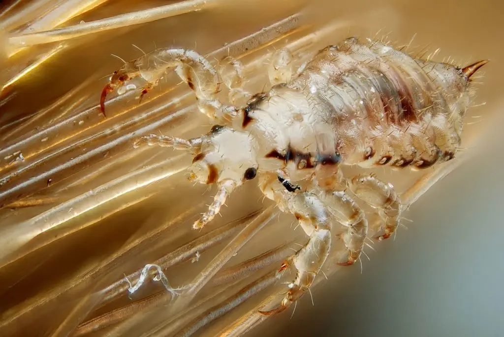 Phthiraptera: Una mirada al mundo de los piojos - Cómo se clasifican los piojos pthiraptera - Cómo se clasifican los piojos