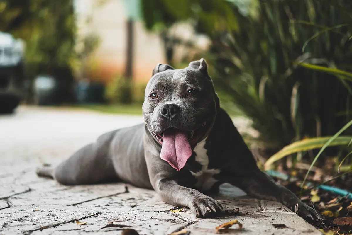 Anemia en Perros: Causas, Síntomas, Diagnóstico y Tratamiento - Cómo se comporta un perro con anemia medicamentos para la anemia en perros - Cómo se comporta un perro con anemia