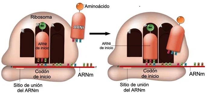Síntesis de proteínas: el proceso de creación de la vida - Cómo se convierte el ADN en proteína sintesis de proteinas - Cómo se convierte el ADN en proteína