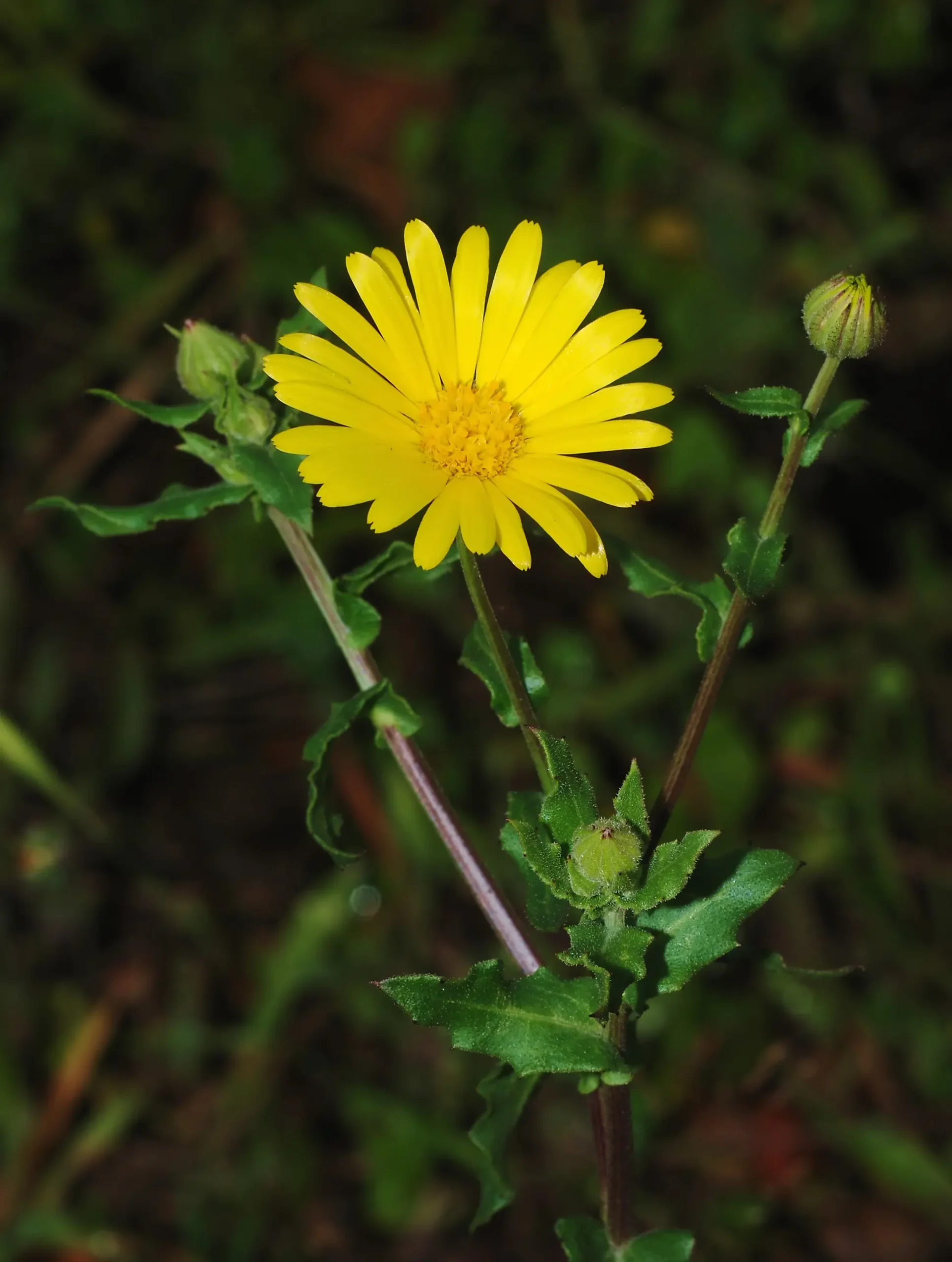 Caléndula: La Flor de la Tristeza y la Pena - Cómo se cuida la caléndula flor calendula - Cómo se cuida la caléndula