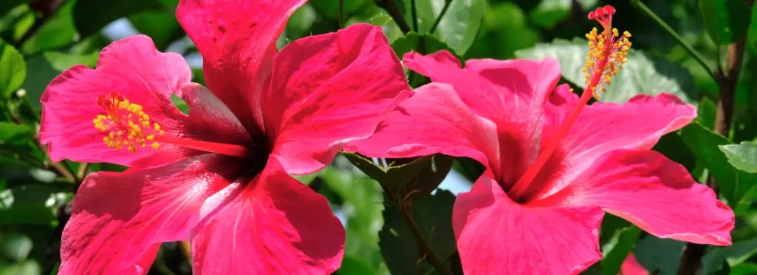 Hibiscus rosa sinensis: Guía completa de cultivo, usos y propiedades - Cómo se cuida la planta de hibiscus hibiscus rosa sinensis - Cómo se cuida la planta de hibiscus