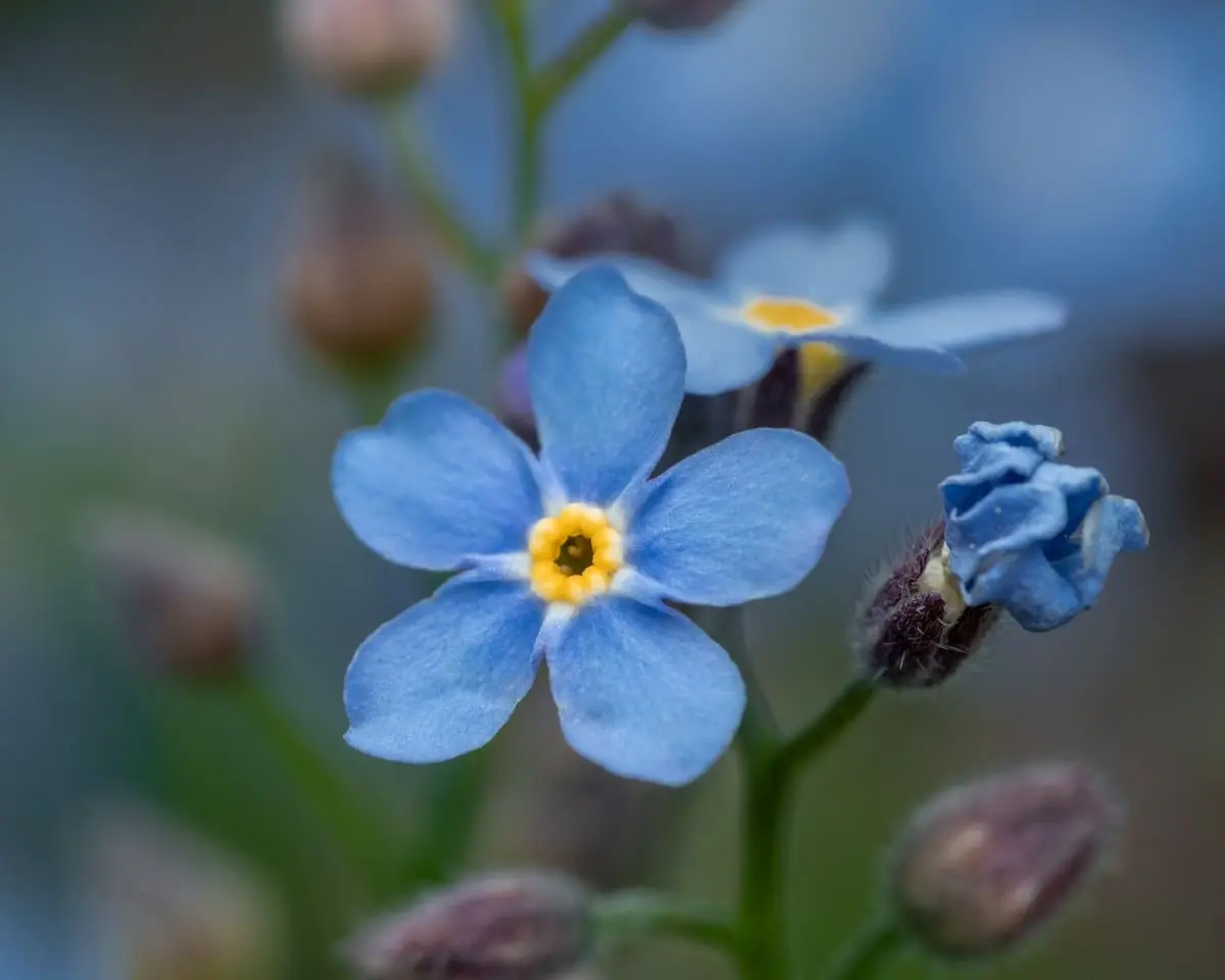 Myosotis La Flor Que Dice no Me Olvides Doctor Online myosotis-la-flor-que-dice-no-me-olvides-doctor-online