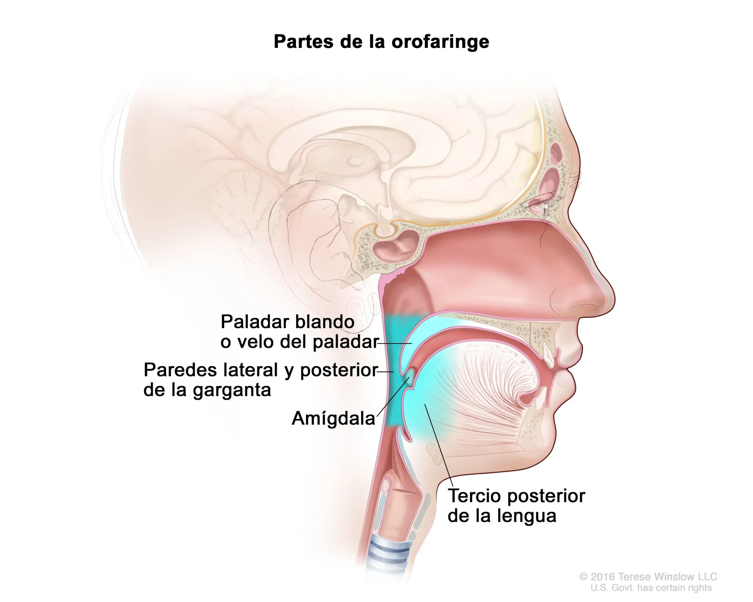 Cáncer de Orofaringe: Síntomas, Estadísticas y Supervivencia - Cómo se cura el cáncer orofaríngeo cancer de orofaringe sintomas - Cómo se cura el cáncer orofaríngeo