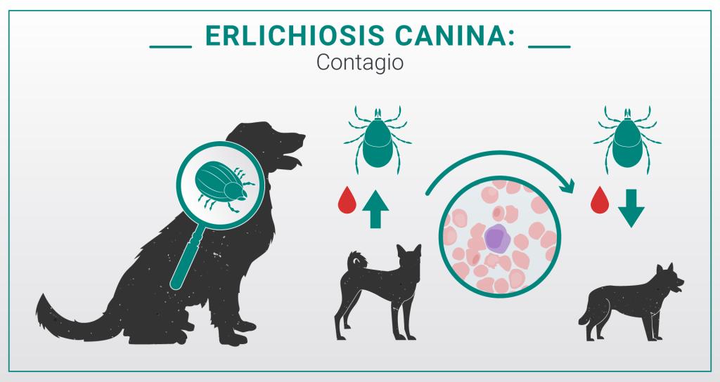 Ehrlichiosis Canina: Una Guía Completa para Propietarios de Perros - Cómo se cura la ehrlichiosis en perros ehrlichiosis en perros - Cómo se cura la ehrlichiosis en perros