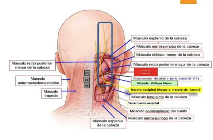 Neuralgia Occipital: Causas, Síntomas y Tratamiento - Cómo se cura la neuralgia occipital neuralgia occipital sintomas - Cómo se cura la neuralgia occipital