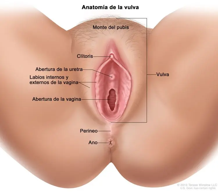 Cáncer Vulvar en Mujeres Jóvenes: Una Mirada a la Realidad - Cómo se detecta el cáncer vulvar cancer vulvar en mujeres jovenes - Cómo se detecta el cáncer vulvar