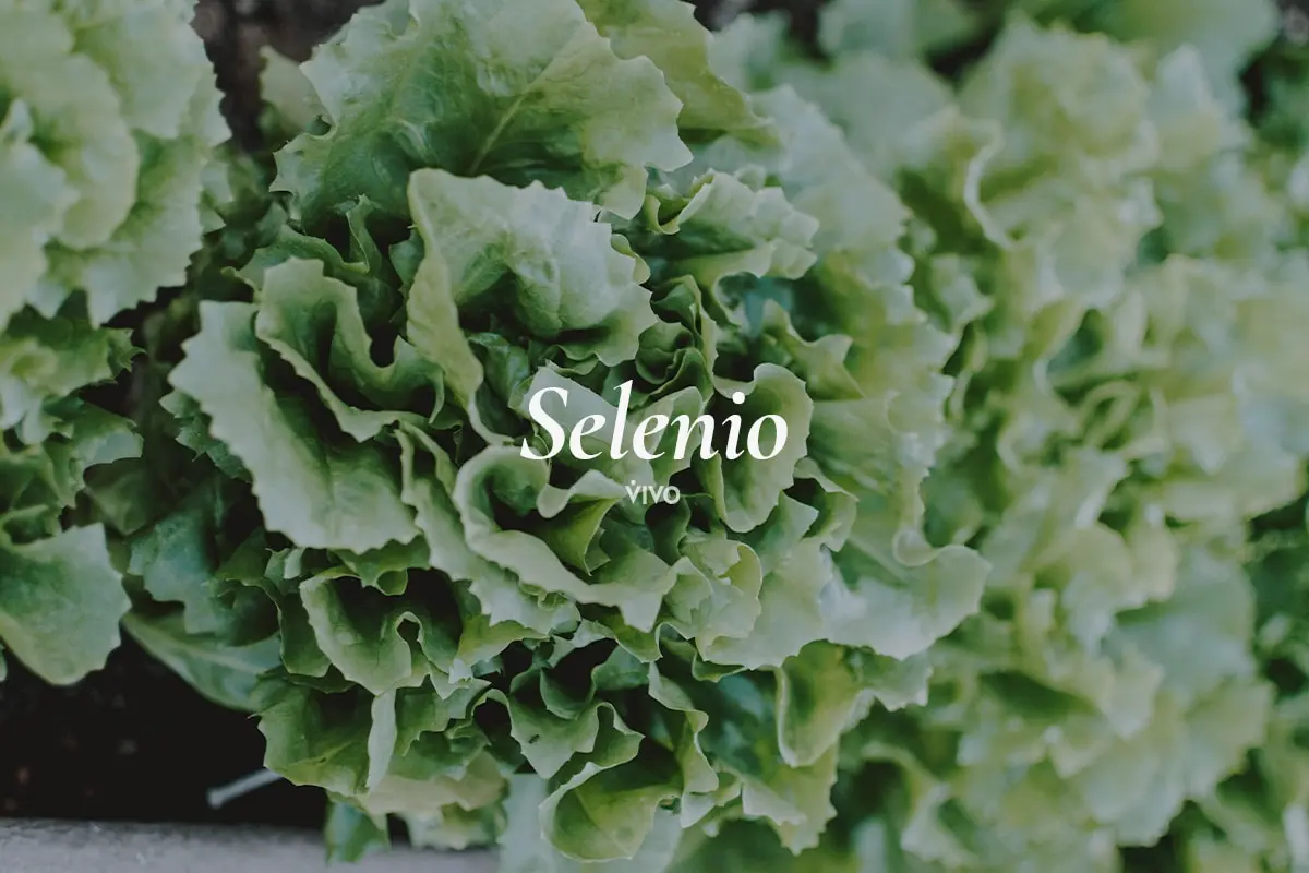 Selenio: Un Oligoelemento Esencial para la Salud - Cómo se detecta la falta de selenio suplemento selenio - Cómo se detecta la falta de selenio