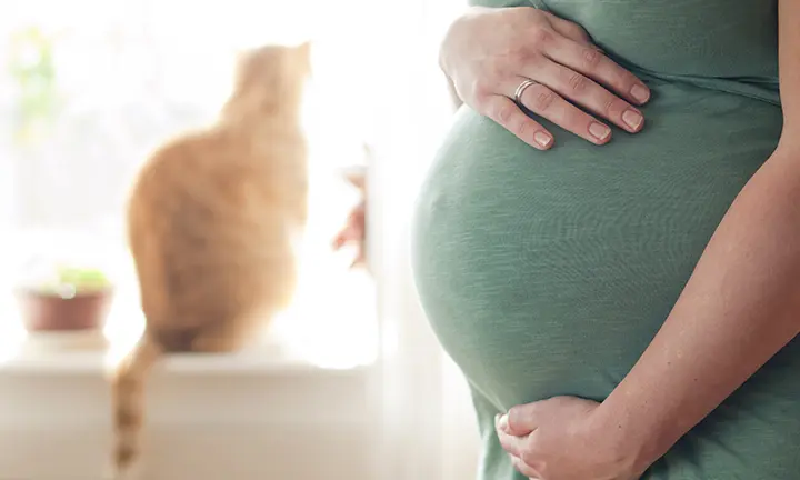 Toxoplasmosis en el Embarazo: Una Guía Completa para la Salud Materna y Fetal - Cómo se detecta la toxoplasmosis en el embarazo toxoplasmosis en el embarazo - Cómo se detecta la toxoplasmosis en el embarazo