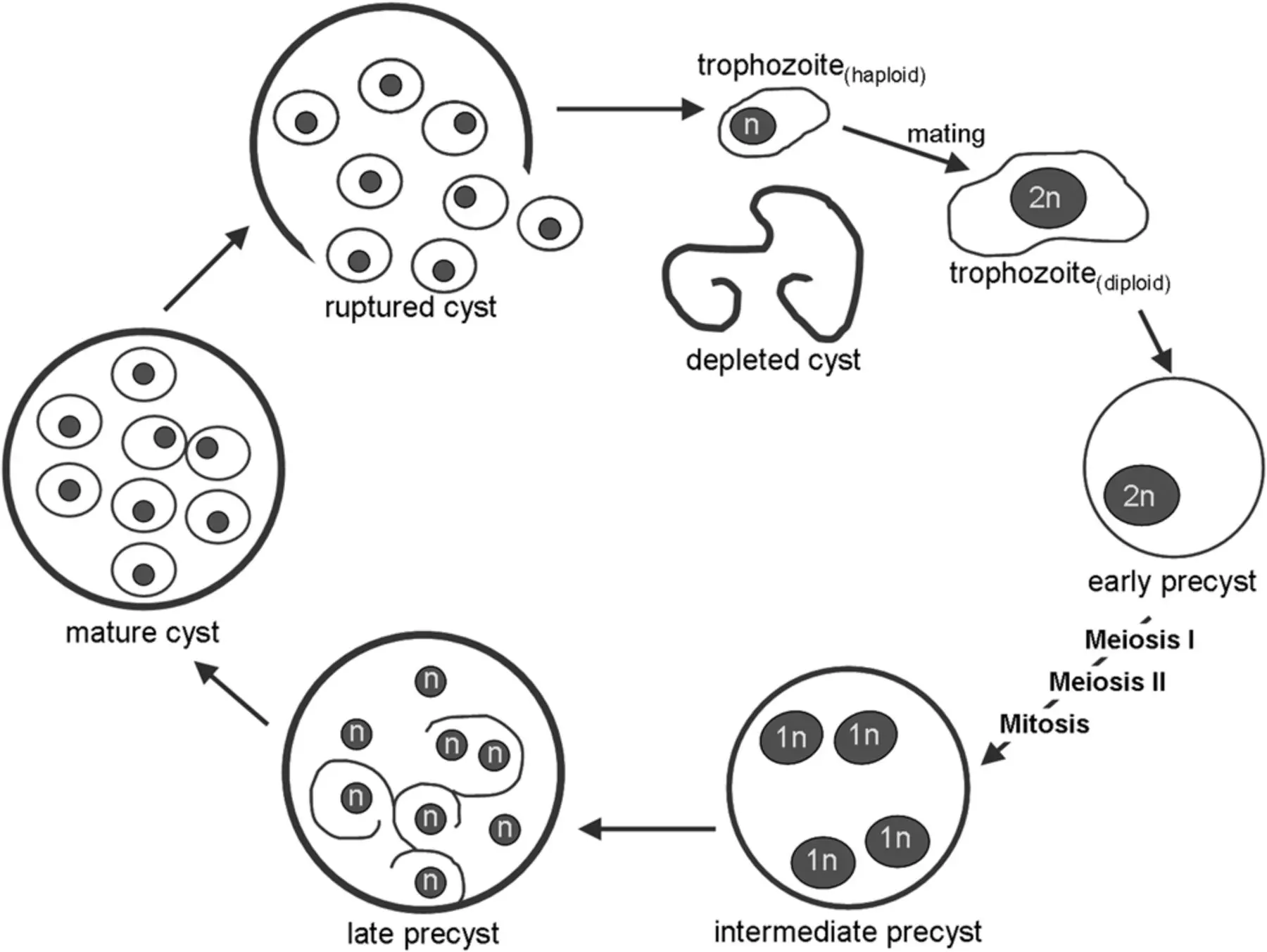 Pneumocystis jirovecii: Un hongo que afecta a la salud - Cómo se diagnostica la pneumocystis jirovecii pneumocystis jirovecii - Cómo se diagnostica la pneumocystis jirovecii