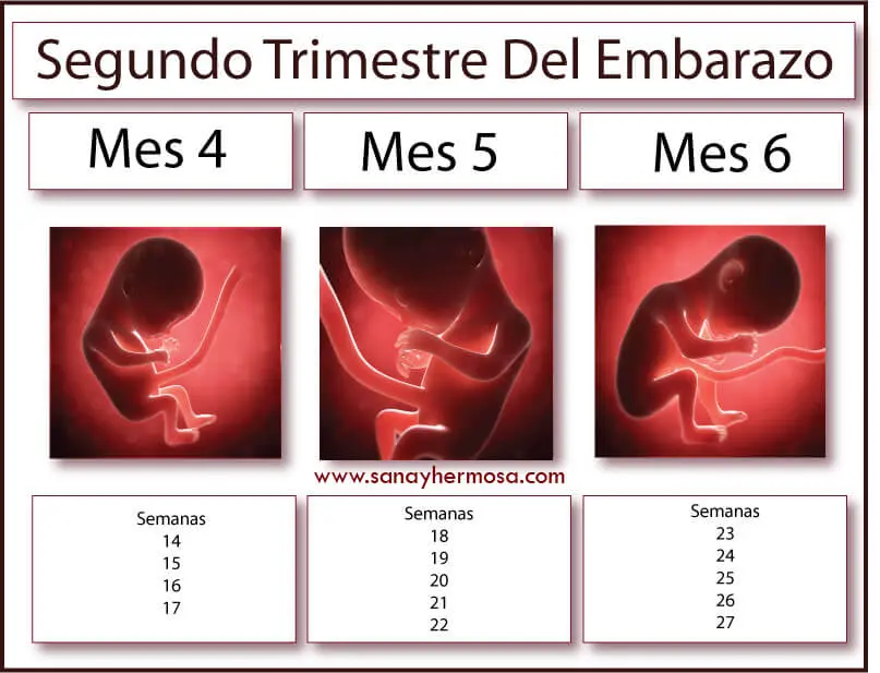 trimestres del embarazo - Cómo se dividen los trimestres del embarazo