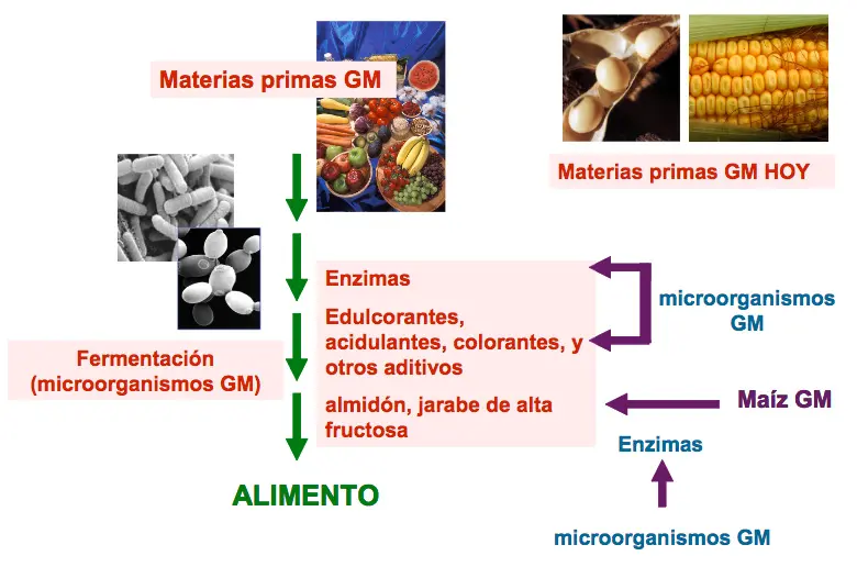que son los cultivos transgenicos - Cómo se hace un cultivo transgénico