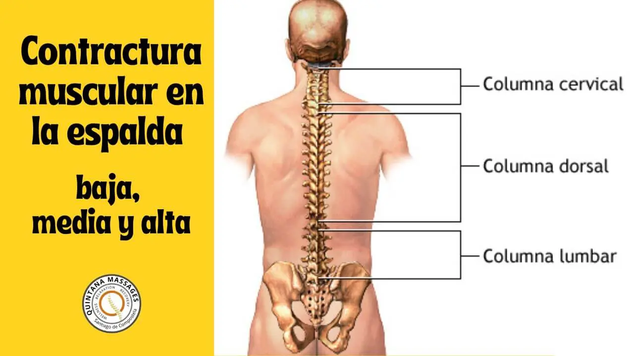 Anatomía de la Espalda Baja: Explorando las Vértebras Lumbares - Cómo se le llama a la parte baja de la espalda partes de la espalda baja - Cómo se le llama a la parte baja de la espalda