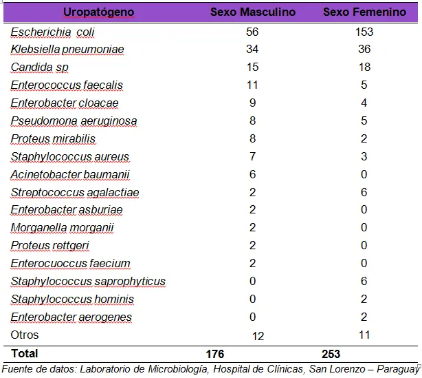 Cultivo de orina: resultados e interpretación - Cómo se lee un cultivo de orina urocultivo resultados - Cómo se lee un cultivo de orina