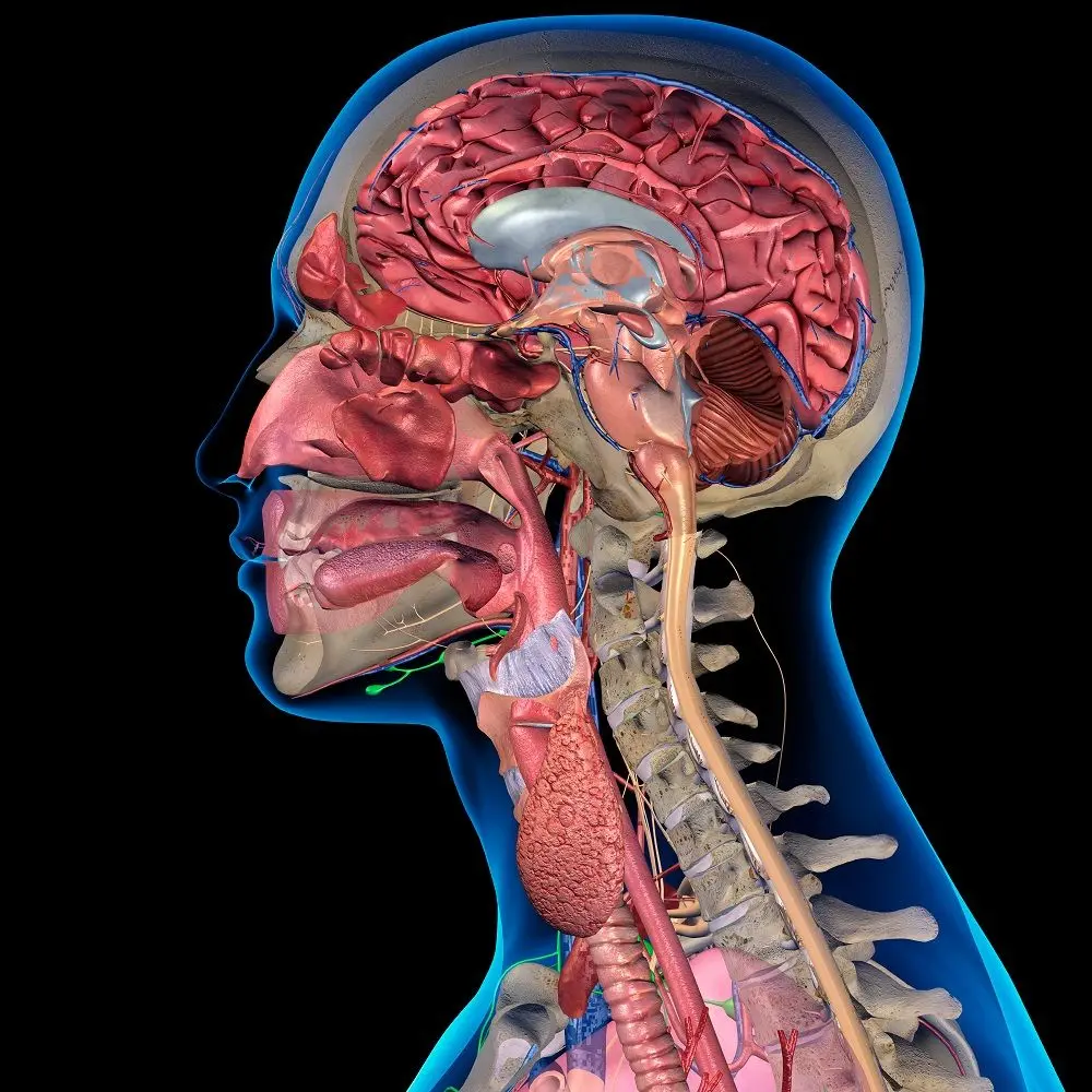 Cirugía de Cabeza y Cuello: Una Guía Completa - Cómo se llama el cirujano de cabeza y cuello cirugia de cabeza y cuello - Cómo se llama el cirujano de cabeza y cuello