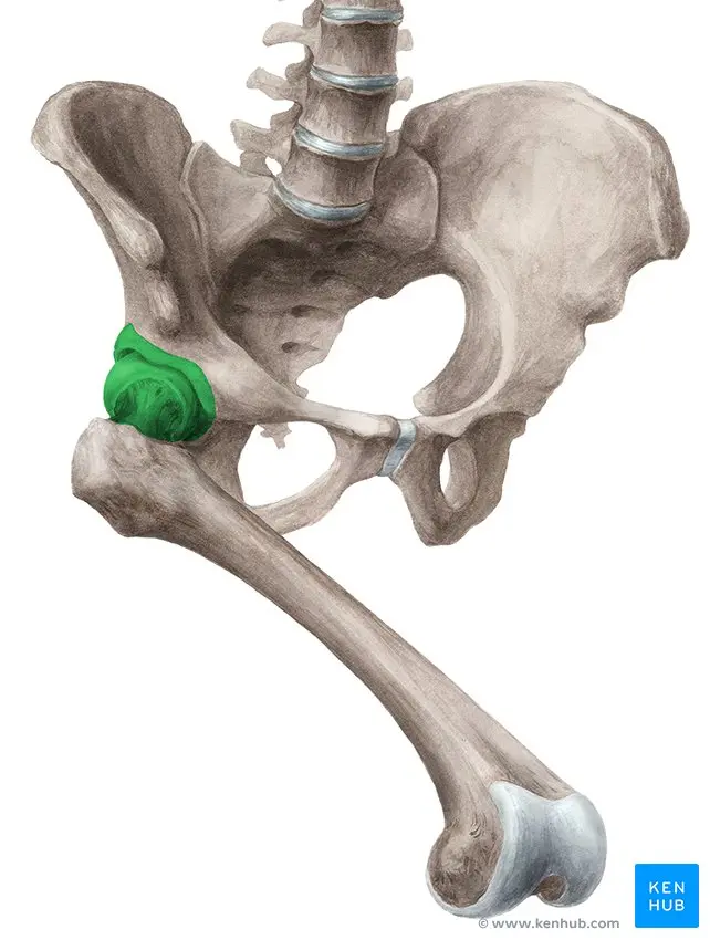 Articulación de la Cadera: Anatomía, Función y Reemplazo - Cómo se llama la bola de la cadera articulacion de la cadera - Cómo se llama la bola de la cadera