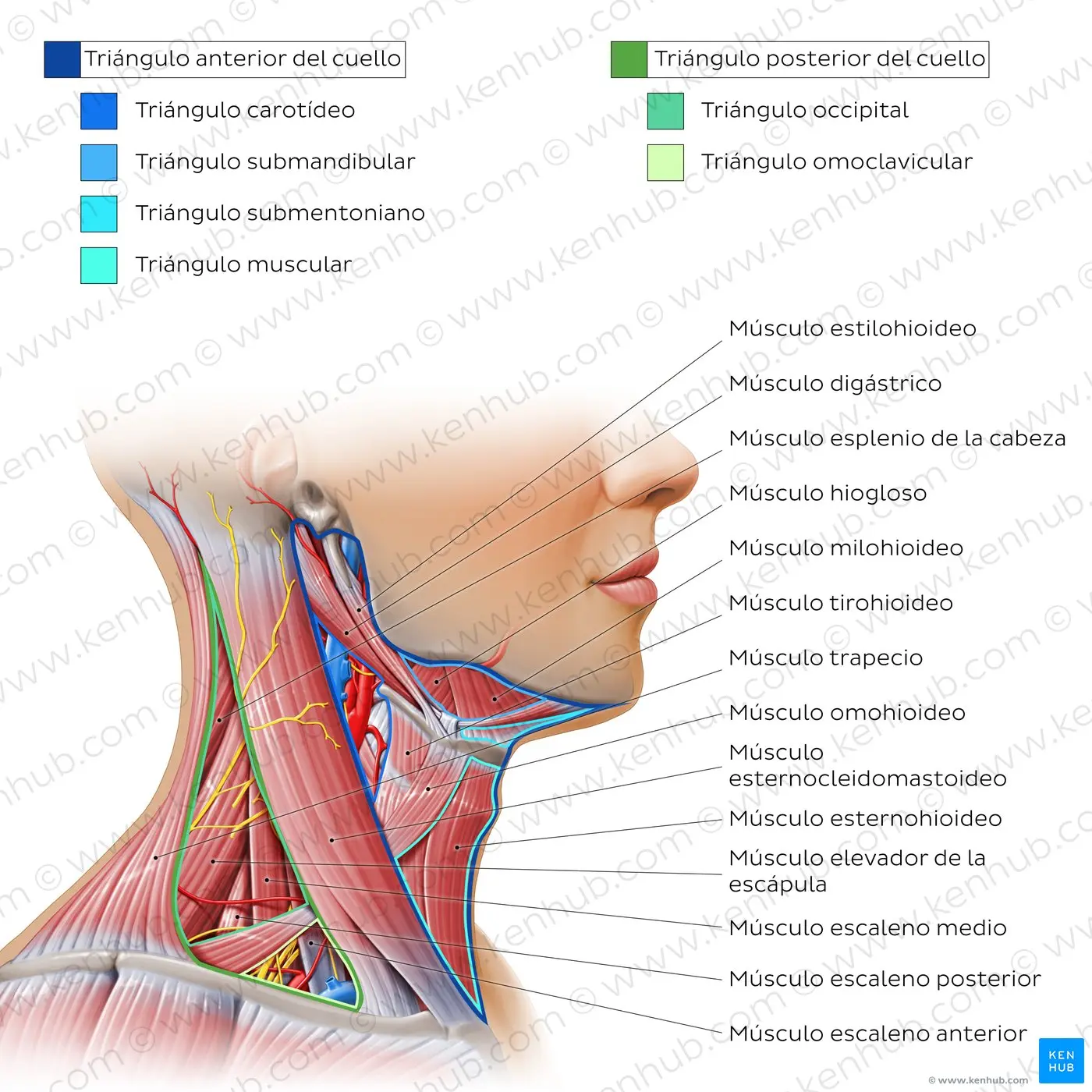 Anatomía del cuello: una guía completa - Cómo se llama la parte baja de la garganta partes del cuello y garganta - Cómo se llama la parte baja de la garganta
