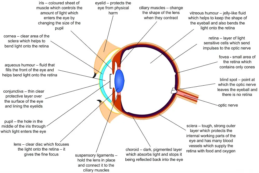 Las partes del ojo y sus funciones: una guía completa - Cómo se llama la parte blanca del ojo partes del ojo y sus funciones - Cómo se llama la parte blanca del ojo